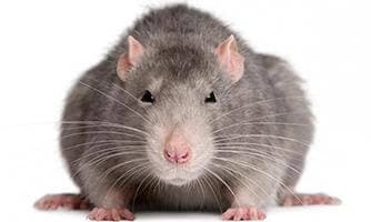 ratto-grigio-milano