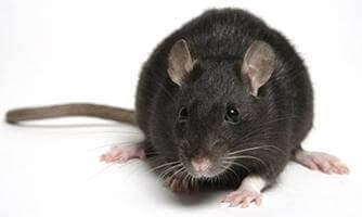 ratto nero