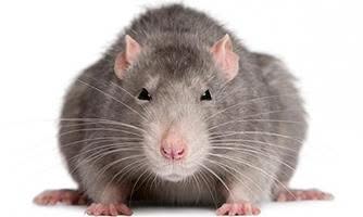 ratto-grigio-milano